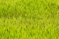 Bright meadow background from green grass Royalty Free Stock Photo