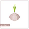 Isolated gray garlic memory training card