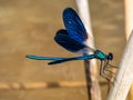 Bright metallic blue dragonfly. Adult male of Beautiful demoiselle Calopteryx virgo sitting on the dry grass leaf above the Royalty Free Stock Photo