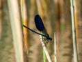 Bright metallic blue dragonfly. Adult male of Beautiful demoiselle (Calopteryx virgo) sitting on the dry grass Royalty Free Stock Photo