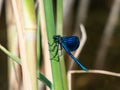 Bright metallic blue dragonfly. Adult male of Beautiful demoiselle (Calopteryx virgo) sitting on the dry grass Royalty Free Stock Photo