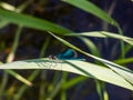 Bright metallic blue dragonfly. Adult male of Beautiful demoiselle sitting on the grass leaf above the river water Royalty Free Stock Photo