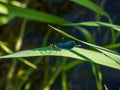 Bright metallic blue dragonfly. Adult male of Beautiful demoiselle sitting on the grass leaf above the river water Royalty Free Stock Photo