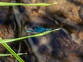 Bright metallic blue dragonfly. Adult male of Beautiful demoiselle sitting on the grass leaf above the river water Royalty Free Stock Photo