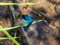 Bright metallic blue dragonfly. Adult male of Beautiful demoiselle sitting on the grass leaf above the river water Royalty Free Stock Photo