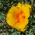 Bright Mexican Gold Poppy Royalty Free Stock Photo