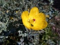 Bright Mexican poppy flower blooming outdoors