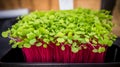 Bright microgreens for proper nutrition