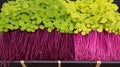 Bright microgreens for proper nutrition