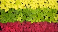 Bright microgreens for proper nutrition