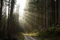 Bright midday sun spraying its rays in the foggy forest Royalty Free Stock Photo