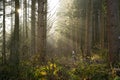 Bright midday sun spraying its rays in the foggy forest Royalty Free Stock Photo