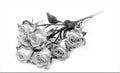 Bright monochrom bush roses soft against white background