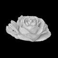 Monochrome white rose blossom with rain drops macro isolated on black background Royalty Free Stock Photo