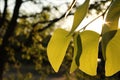 Bright Mopane Royalty Free Stock Photo