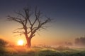 Bright morning landscape in savannah with large old dry tree at sunrise against clear blue sky Royalty Free Stock Photo