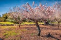 Bright morning scene of olive garden with blooming aple tree