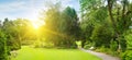 Bright morning sun illuminates garden with meadow