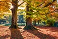 Bright morning view of old beech trees in Kurpark in Thumersbach village, located on the shore of the Zell lake. Picturesque