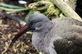 Hadada Ibis at a zoo in California