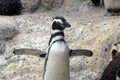 Magellanic Penguin at a zoo in California