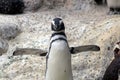 Magellanic Penguin at a zoo in California