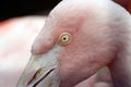 Pink Flamingo at a zoo in California