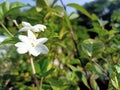 Bright mornings greeted with beautiful flowers