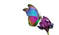 Bright morpho butterfly on a purple iris flower isolated on white. copy space Royalty Free Stock Photo