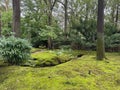 Bright moss and other plants in park