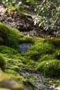 Bright moss surrounding shaded forest rock.. Royalty Free Stock Photo