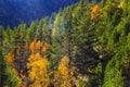 Bright mountain forest trees in the sunlight Royalty Free Stock Photo