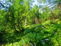 Bright mountain larch forest above Pokljuka Royalty Free Stock Photo