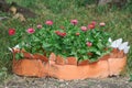 Bright, multi-colored decorative flowers in a tin home-made flowerbed. Creative idea for the improvement and design of the Royalty Free Stock Photo