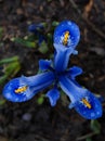 bright multi-colored iris on a detailed photo