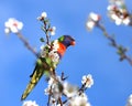 A multi-colored lorikeet parrot sits on a branch of an almond tree with white flowers against a blue sky Royalty Free Stock Photo