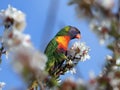 A bright multi-colored lorikeet parrot sits on a branch of an almond tree with white flowers against a blue sky Royalty Free Stock Photo