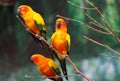 Bright multi-colored parrots sit on a branch