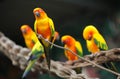 Bright multi-colored parrots sit on a branch