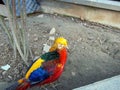 Bright multi-colored pheasant in zoo Royalty Free Stock Photo