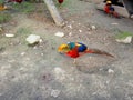 Bright multi-colored pheasant in zoo Royalty Free Stock Photo