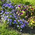 Bright violets in a flowerbed in a summer garden