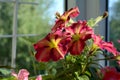 Bright multicolor petunia flowers on city balcony. Small urban garden Royalty Free Stock Photo