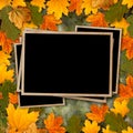 Bright multicolored autumn leaves on abstract beautiful background