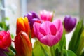 Bright multicolored blooming tulips on a sunny spring day. A bouquet of fresh flowers. Congratulations on the holiday Royalty Free Stock Photo