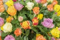 Bright multicolored bouquet of roses. Natural flowers background, soft focus. Colorful roses flower background, group of Royalty Free Stock Photo