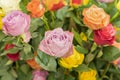 Bright multicolored bouquet of roses. Natural flowers background, soft focus. Colorful roses flower background, group of Royalty Free Stock Photo