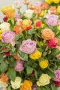 Bright multicolored bouquet of roses. Natural flowers background, soft focus. Colorful roses flower background, group of Royalty Free Stock Photo