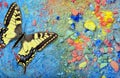 Bright multicolored butterfly on a colorful pastel background. Color concept. Butterfly machaon close-up. Colors of rainbow Royalty Free Stock Photo