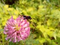 Butterfly feeds on nectar on a pink flower